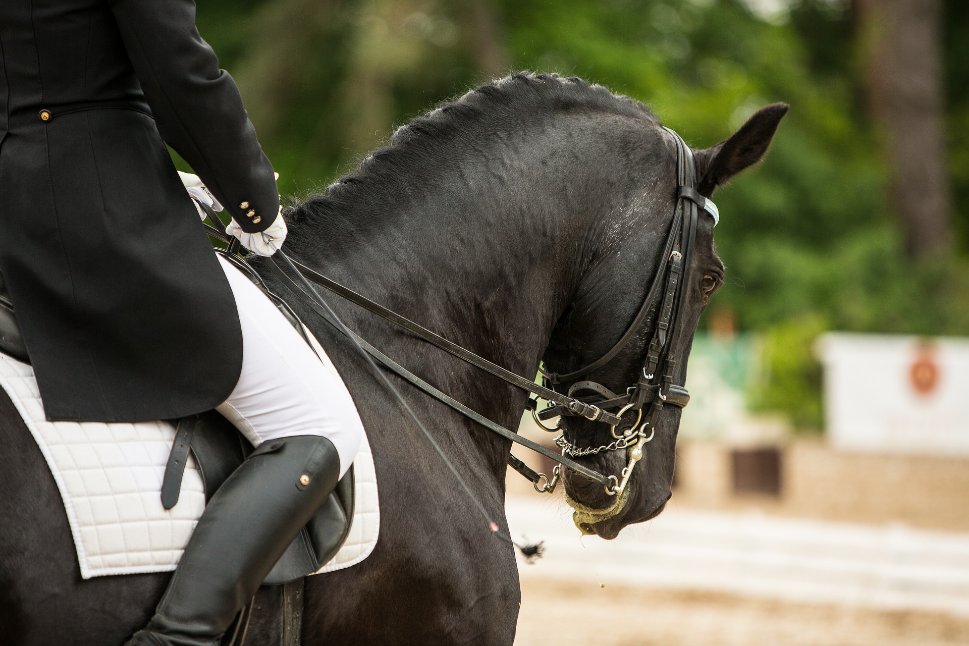 Cheval noir monté en compétition de dressage ayant une double bride avec un mors à levier