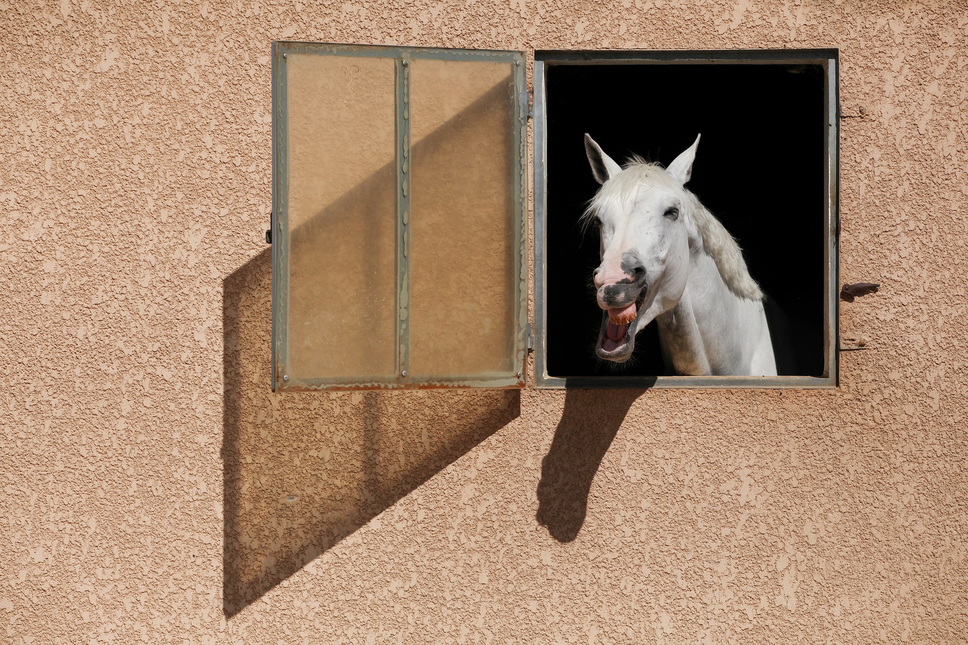 Cheval baillant en sortant la tête d'un boxe