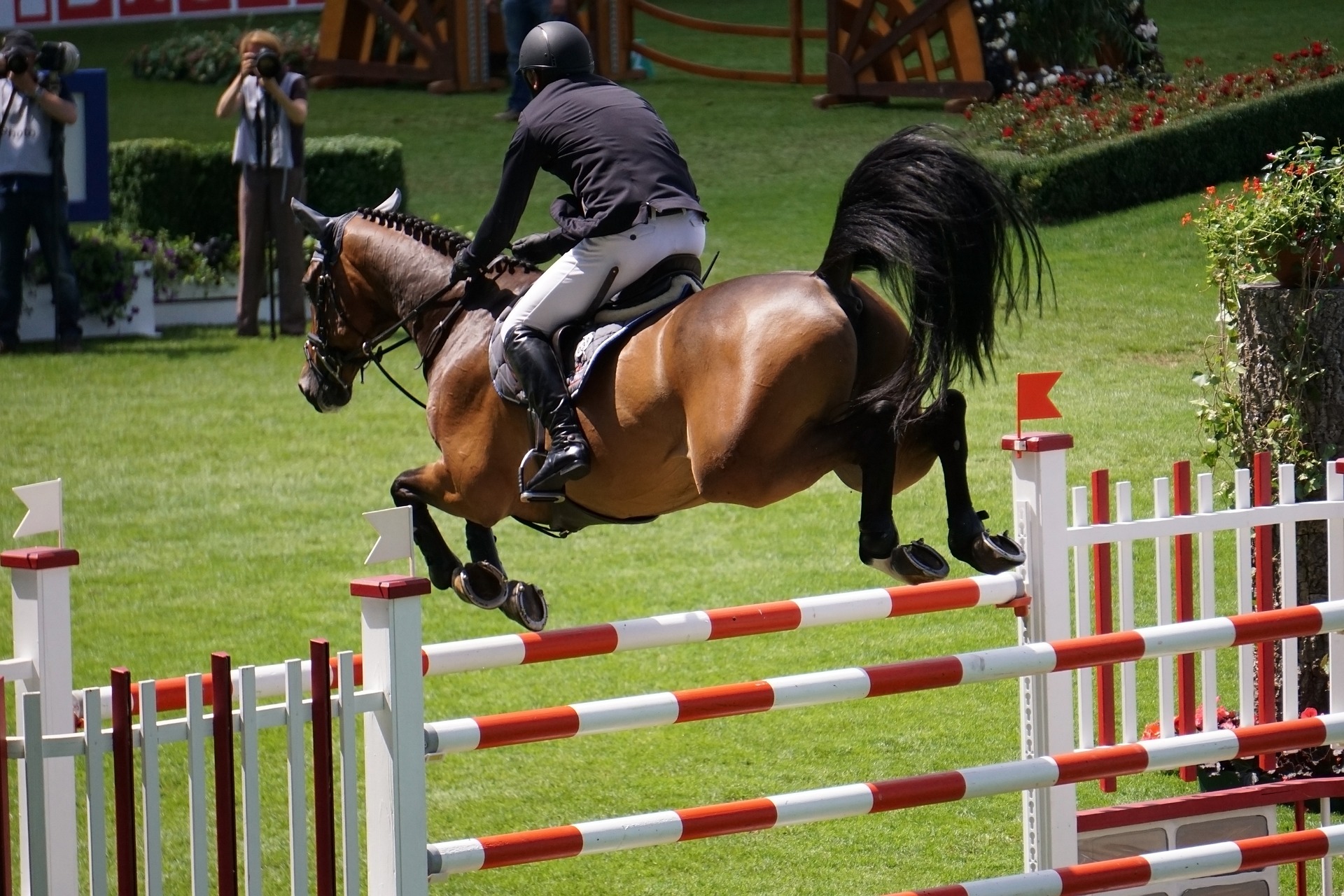 Cheval monté lors d'une compétition de saut d'obstacle sautant un obstacle rouge et blanc