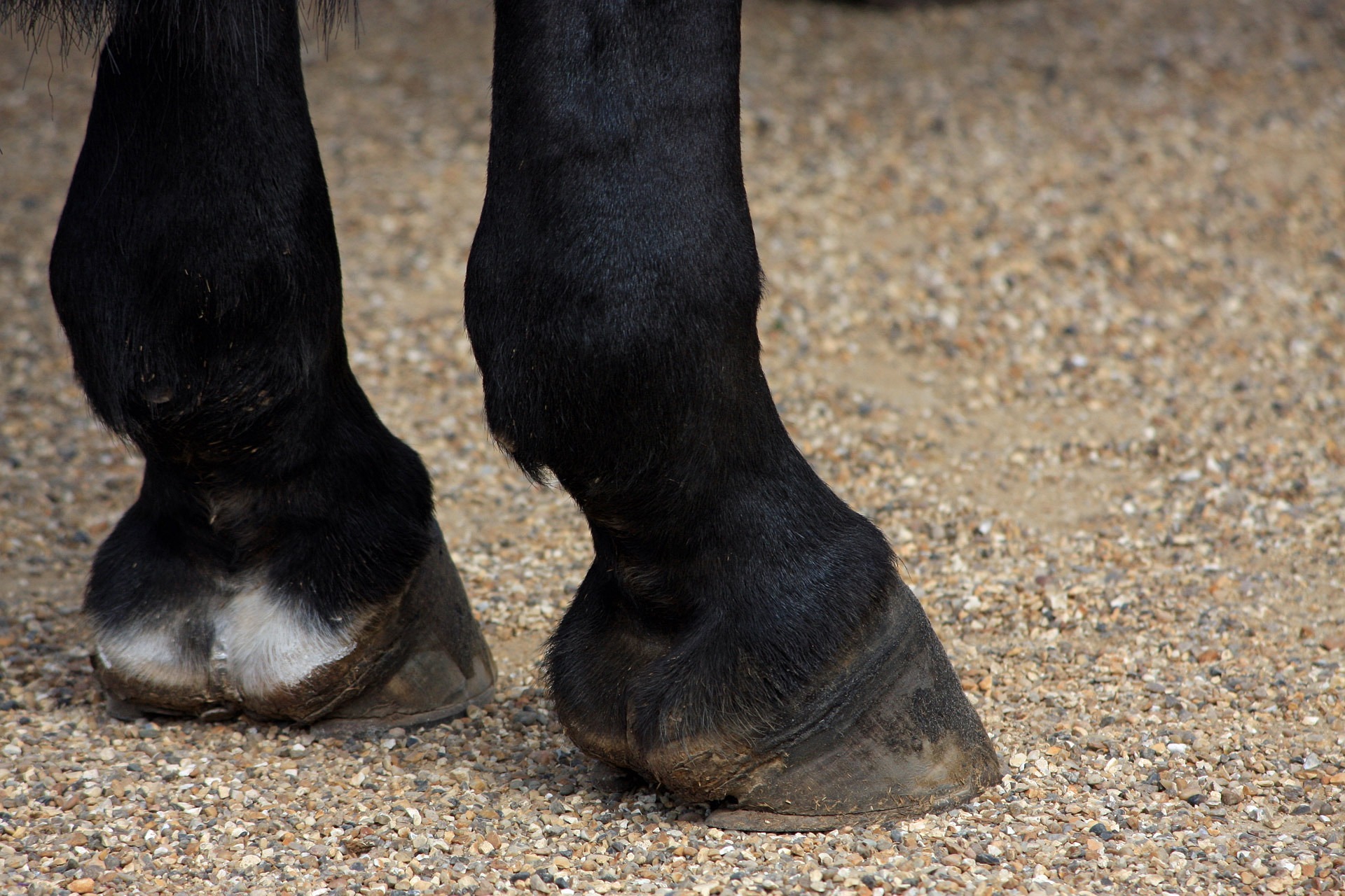 Sabots antérieurs d'un cheval noir ferré