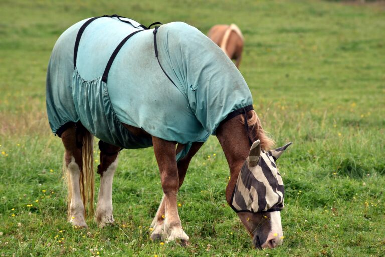 Cheval mangeant de l'herbe dans un champ portant une couverture et un masque anti-mouches