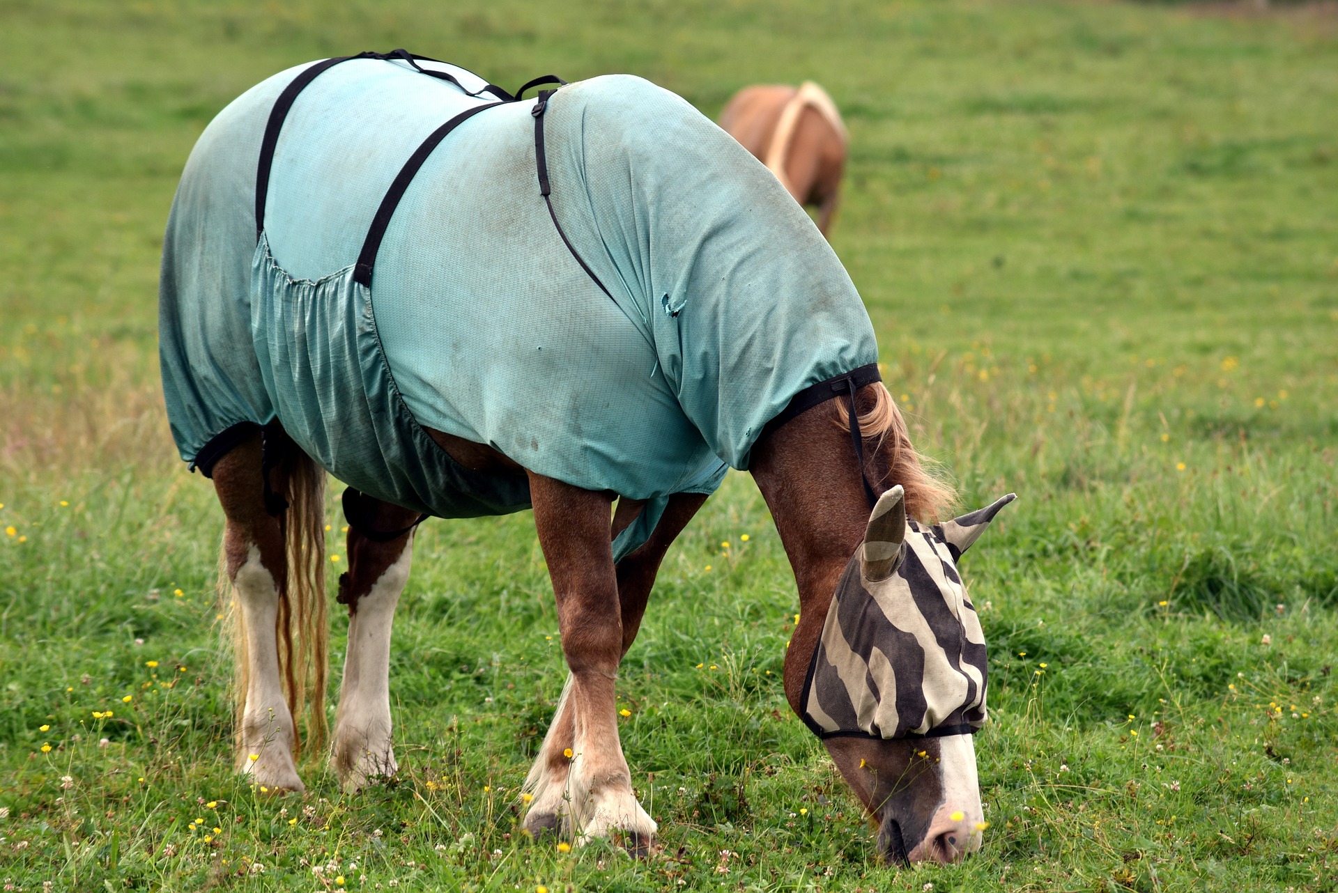 Cheval mangeant de l'herbe dans un champ portant une couverture et un masque anti-mouches