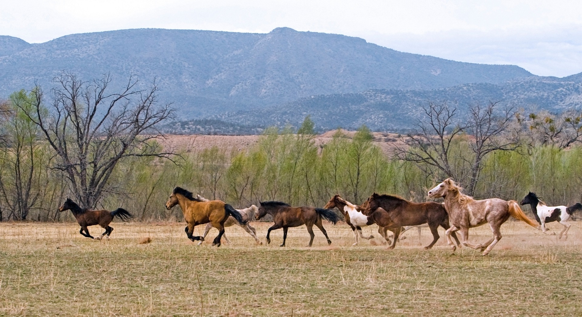 Troupeau de chevaux au galop dans une prairie