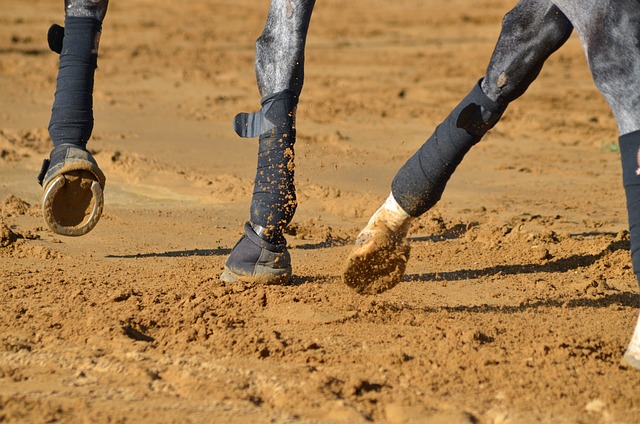 Membres d'un cheval gris au travail dans une carrière