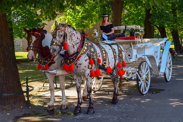 Deux chevaux tirant une calèche dans les rues