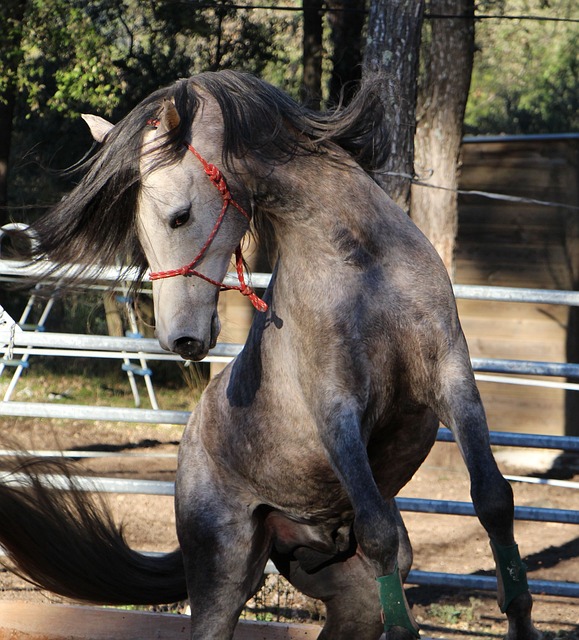Cheval gris se cabrant dans un enclos