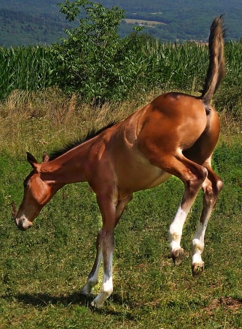 Poulain ruant dans un pré