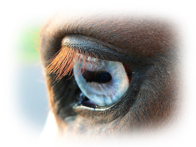 Oeil bleu d'un cheval