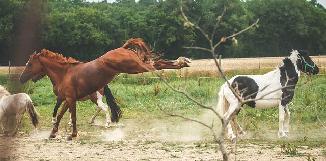 Cheval alexan ruant en direction d'un autre cheval
