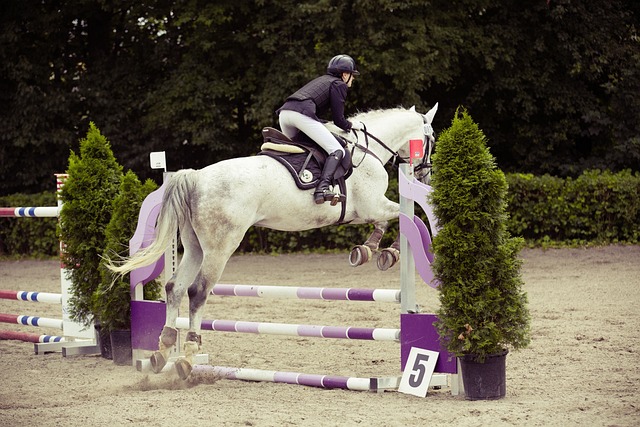 Cheval gris sautant un obstacle mauve en concours
