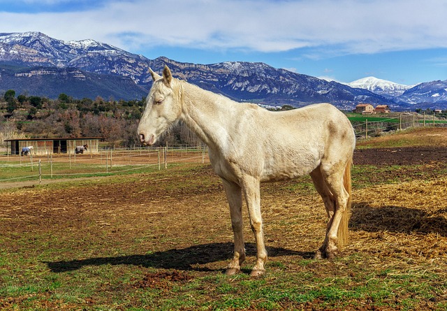Cheval sale de couleur beige dans sa pâture