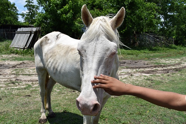 Cheval maigre de couleur blanche se laissant flatter par un humain